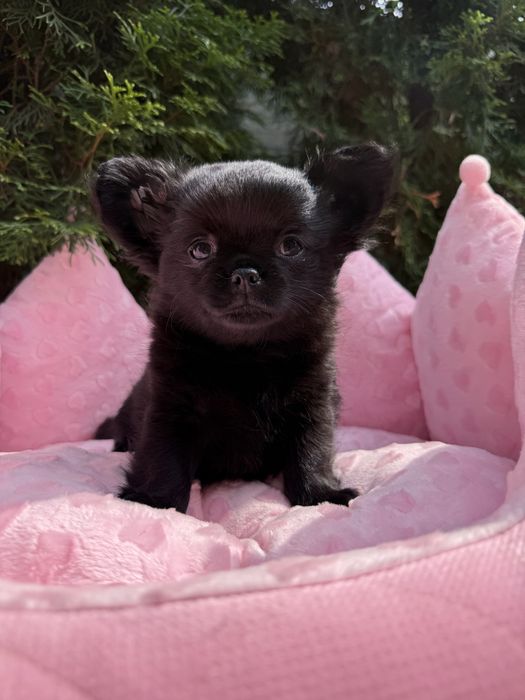 Piekny czarny  piesek chihuahua ZKwP FCI