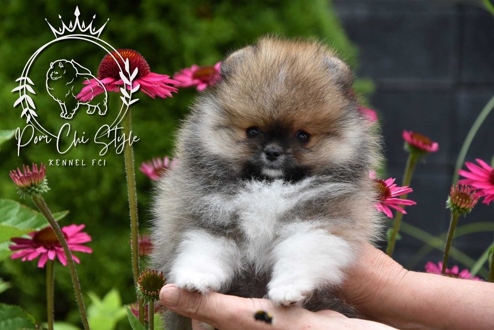 Szpic miniaturowy Pomeranian ZKwP FCI piesek