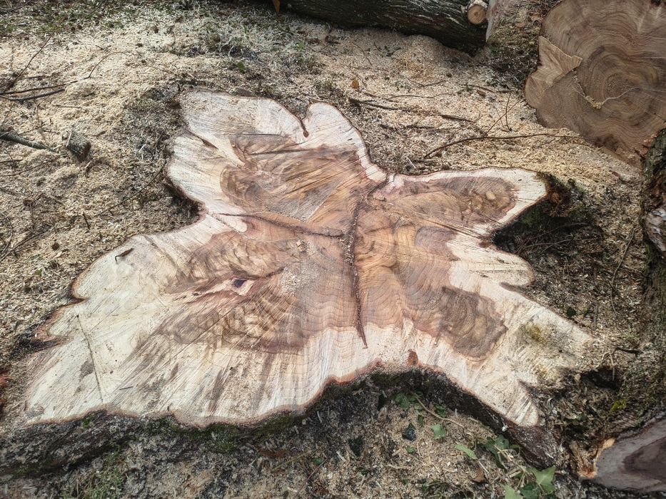 Wycinka drzew drewna   przycinanie alpinistyczna  karczowanie przycina