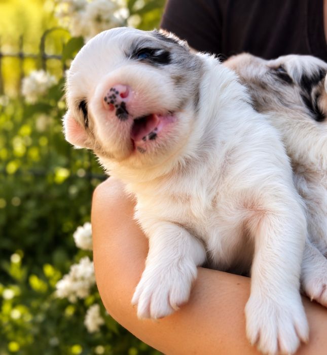 Border collie piesek