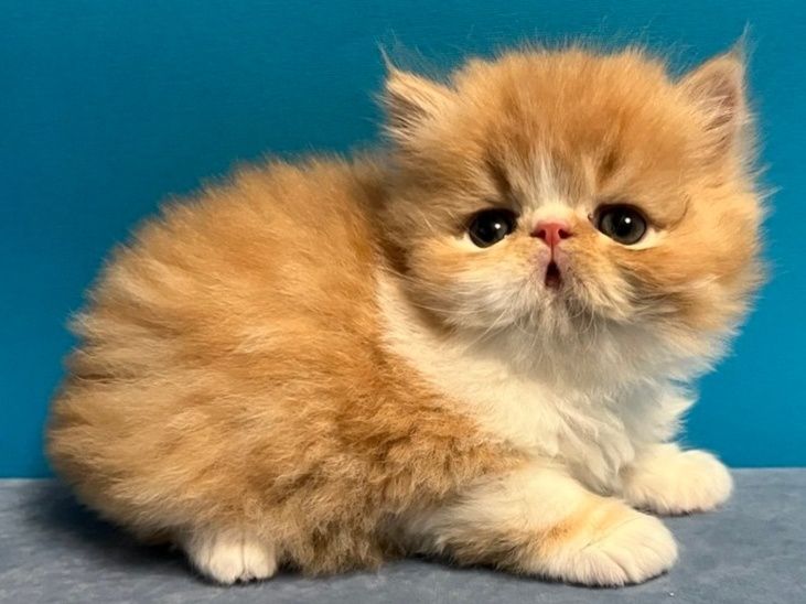 Персидські кошенята