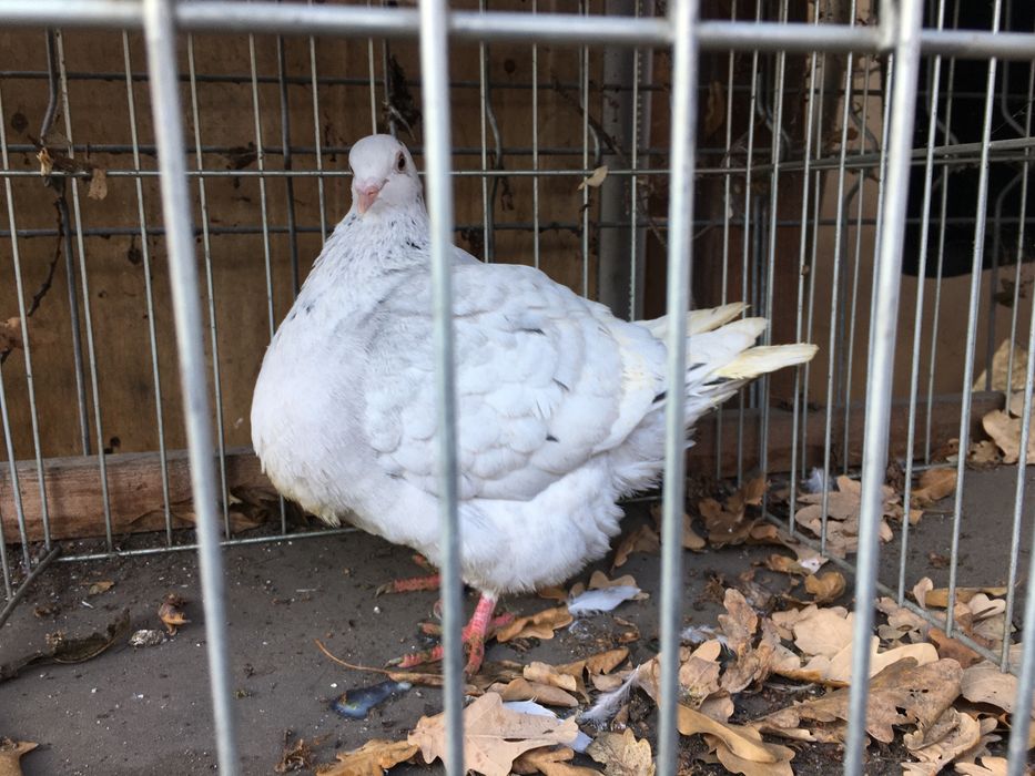 Texaner teksanery samce samice