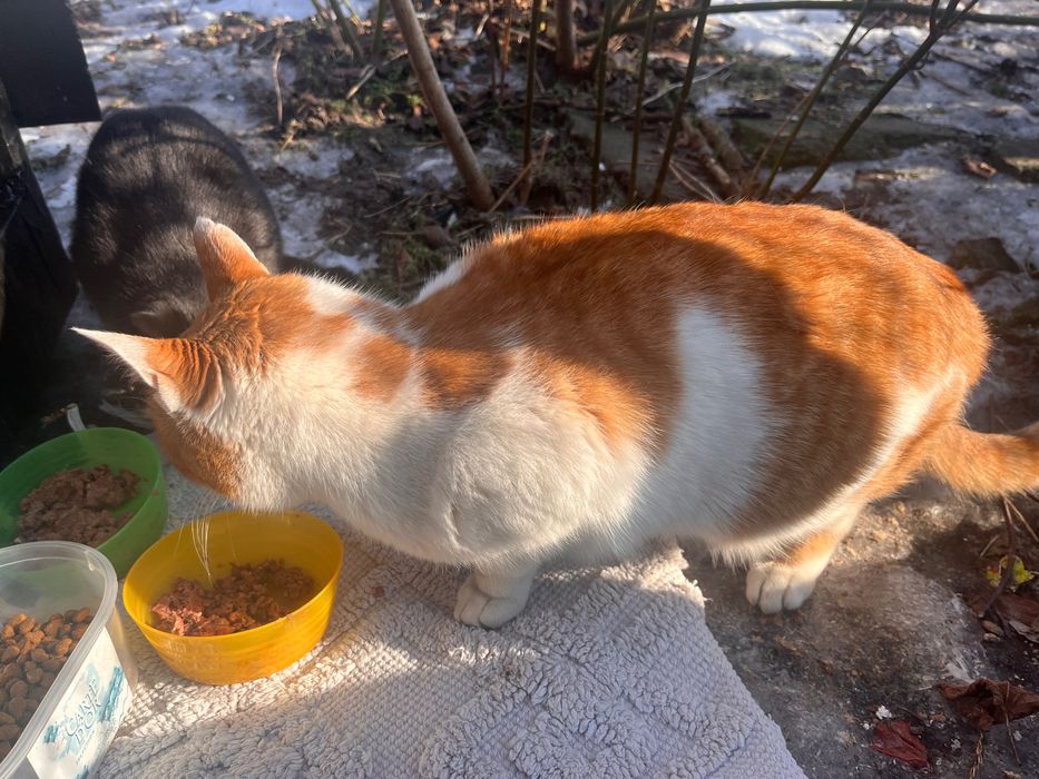 Rudy bardzo marźnie, prosi o dom.