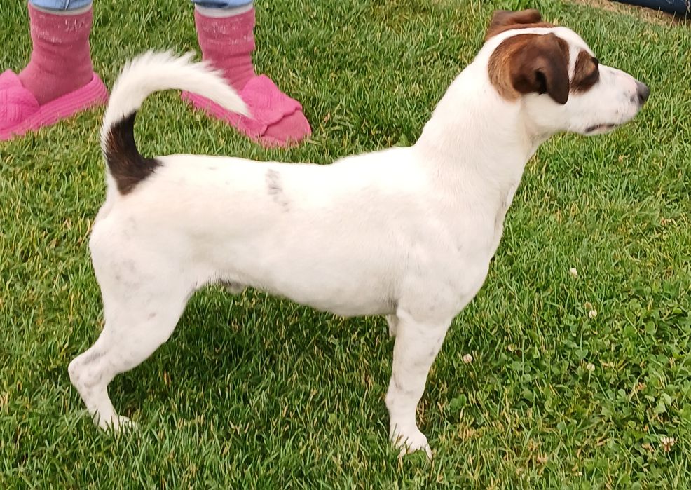 Jack russell terrier