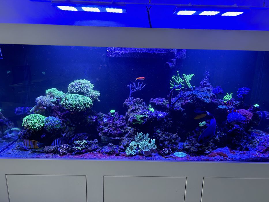 Serwis akwarium/ akwarium dekoracyjne