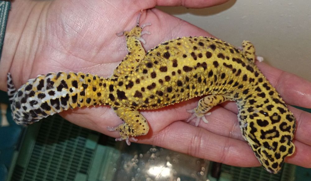 Gekony lamparcie
