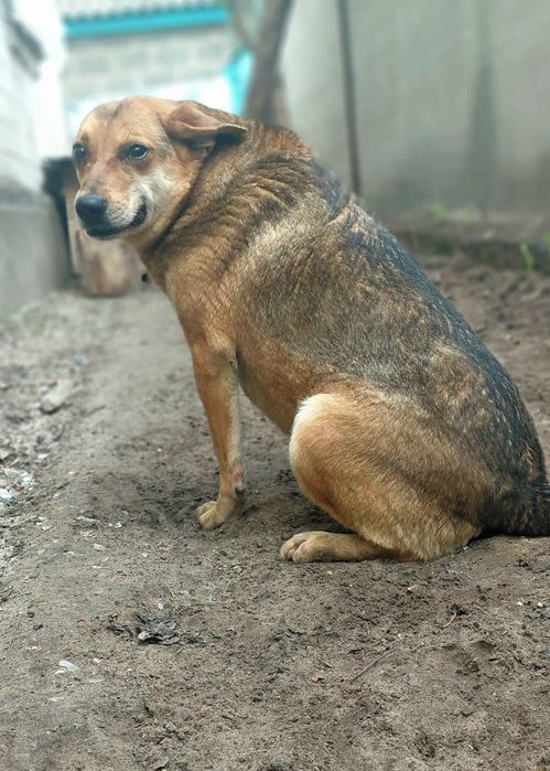 Прилаштовується у добрі ручки Шелті