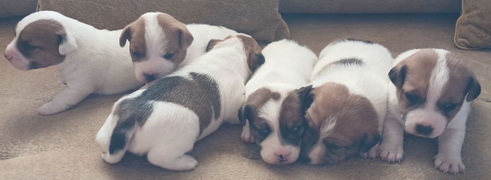 Обаятельные щенки Джек Рассел терьера-ваш  верный  друг!