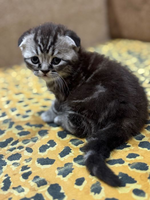Красиві кошенята