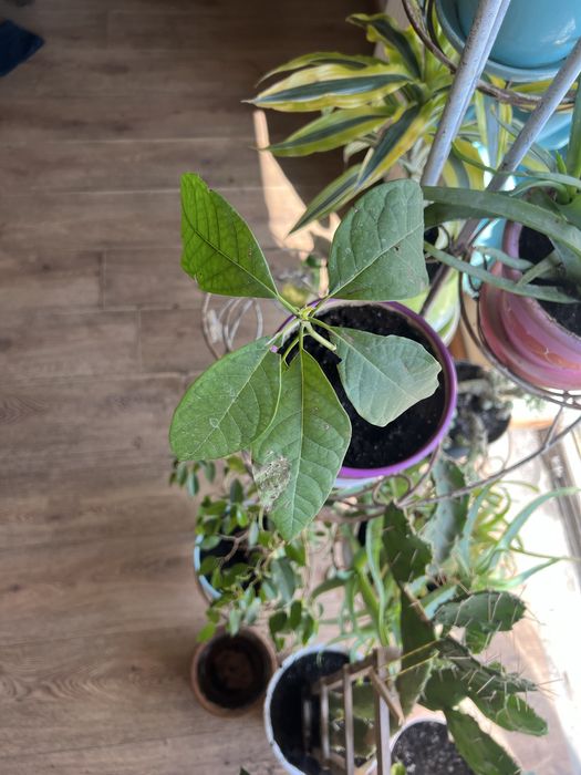 Вазони. Маб дуже багато , від 50грн до 500грн.  Ціну  уточнюйте