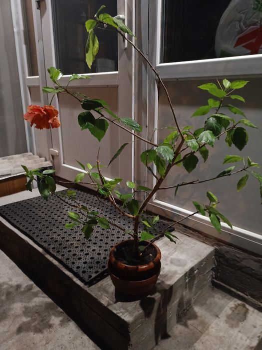 Гибискус комнатный