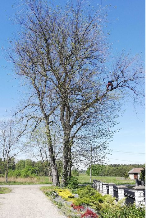 wycinka drzew, pielęgnacja drzew, utylizacja, frezowanie pni, CAŁY ROK