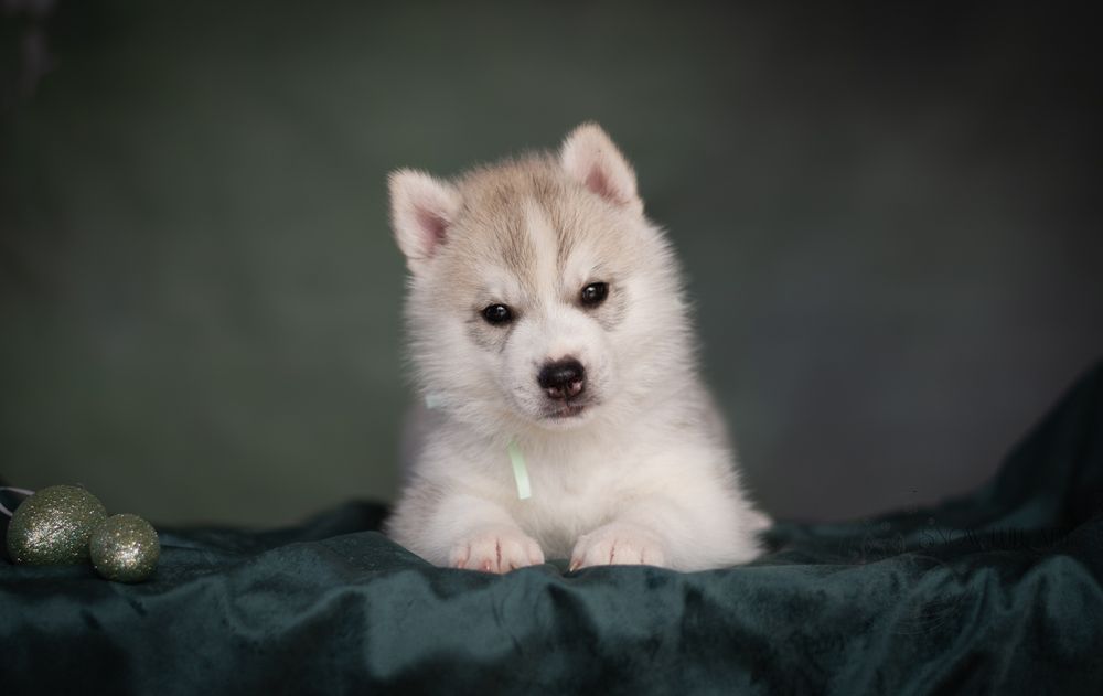 Szcenię Husky z rodowodem ZKwP/FCI