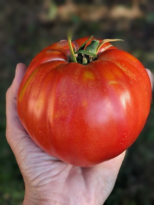 Nasiona kolekcjonerskie pomidory papryki