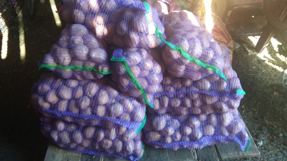 Картопля Санте(санта)