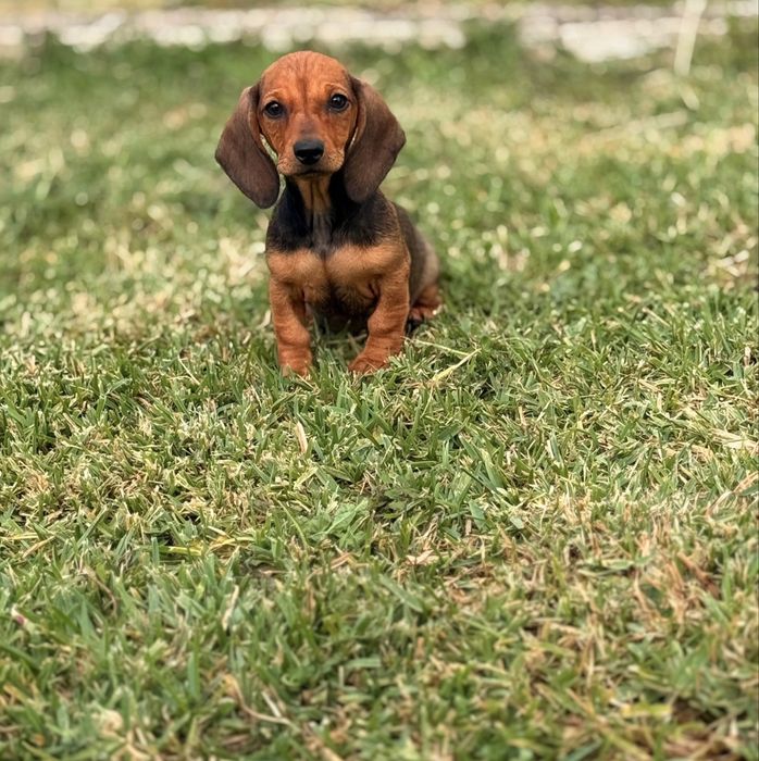 Teckel lindissima menina miniatura