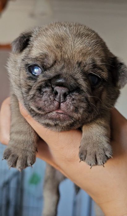 Pug Carlin Macho