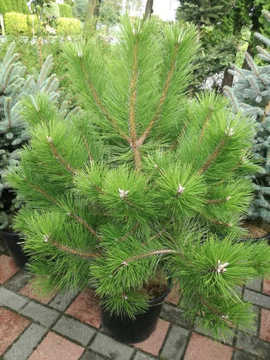 Sosna czarna długie igły