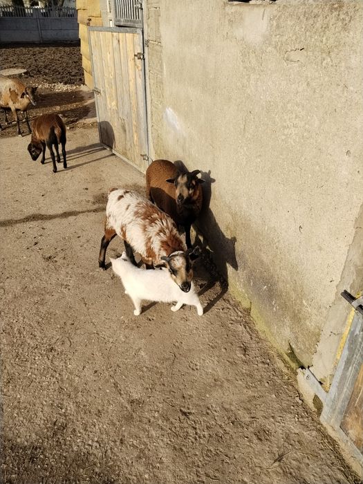 Owieczki baranki kameruńskie