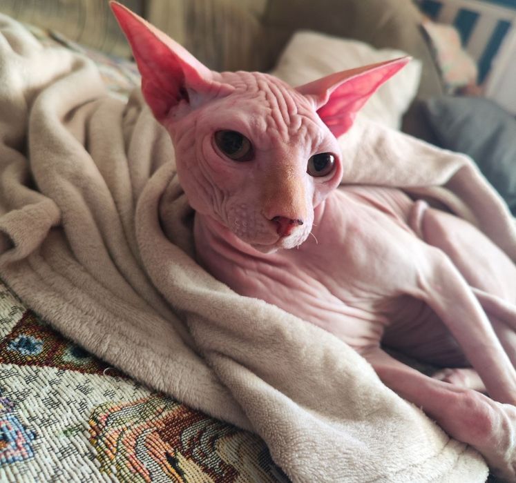 Котик шукає батьків