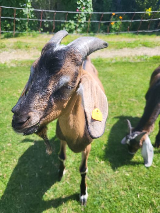 Koziołki i kózki na sprzedaż