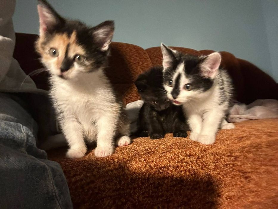 Małe kotki szukają nowego domu!