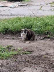 Спасите кошечку,ее вынесли и уехали