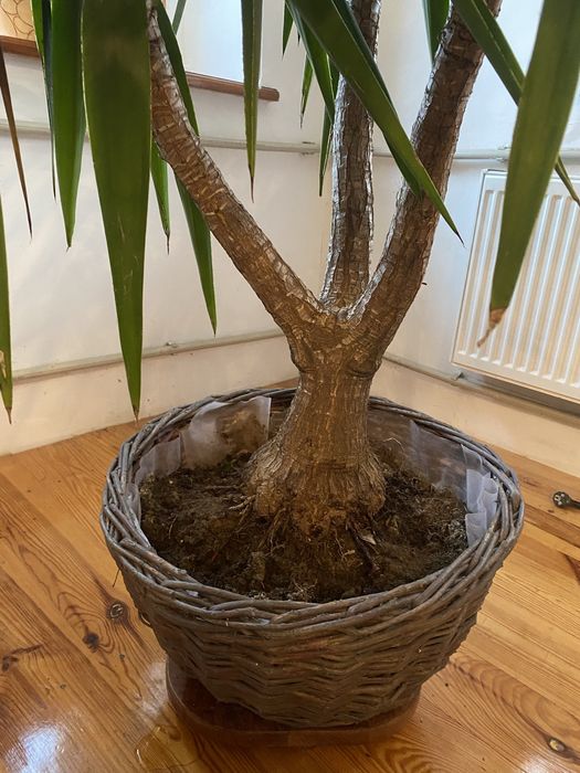 Кімнатна юкка 2м