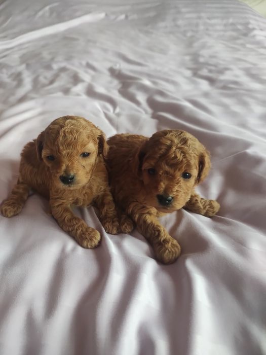 Той пудель дітки.