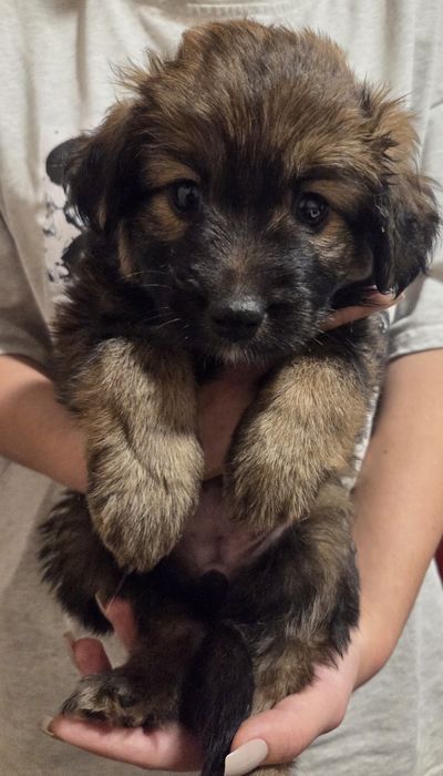 Віддам безкоштовно цуценят-дзвіночків