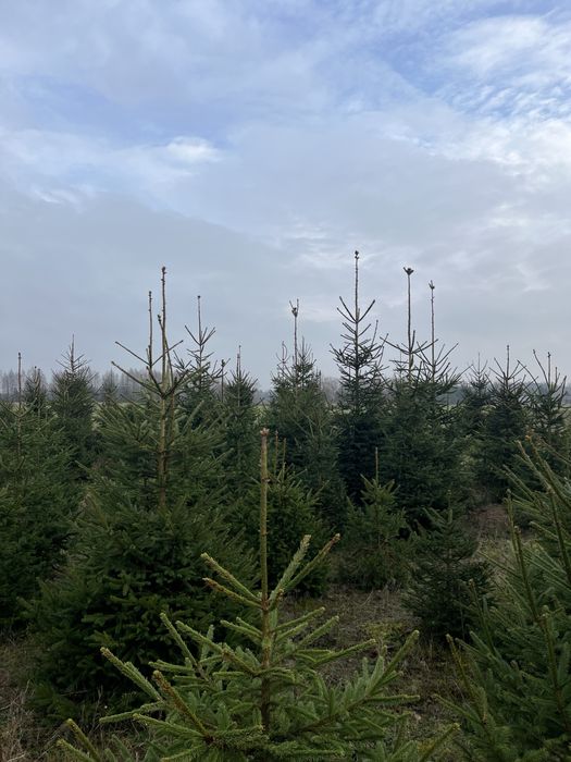 świerk pospolity hurt/detal