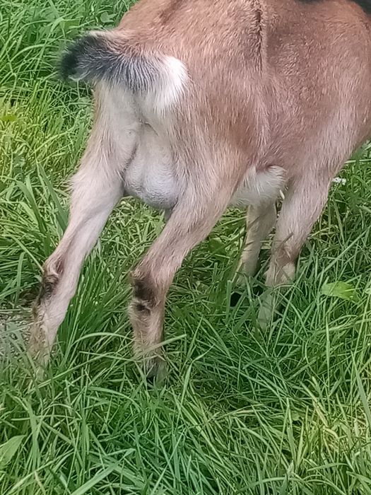 Продам козочку Ясю, народ. 1 березня, має гарне вим'я  зарано-альпійка