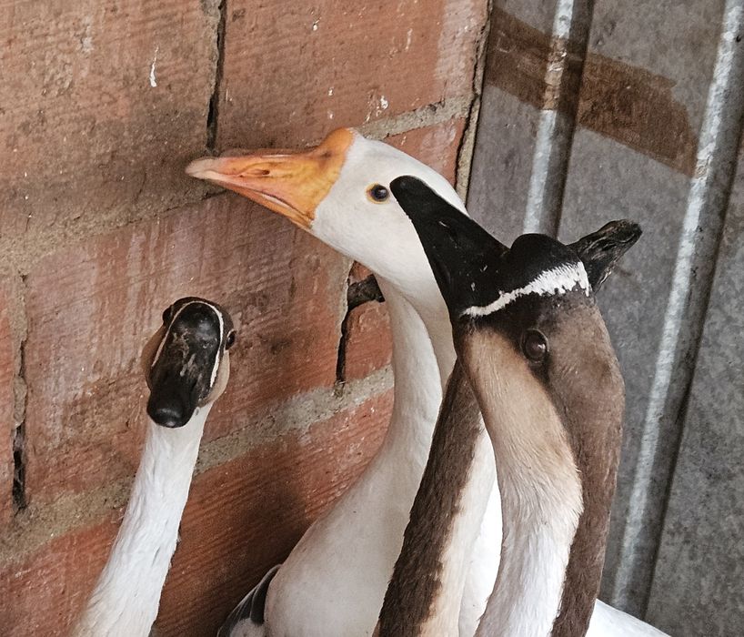 Casal de ganso chines adultos