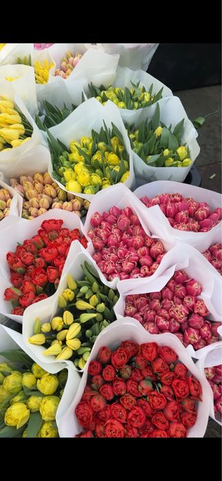 Тюльпани оптом з теплиці