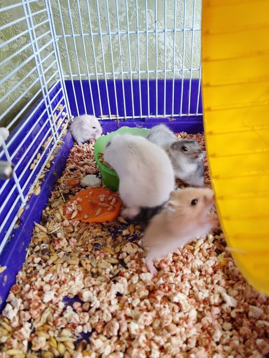 Джунгарские хомячки