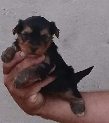 Yorkshire terrier macho puro miniatura