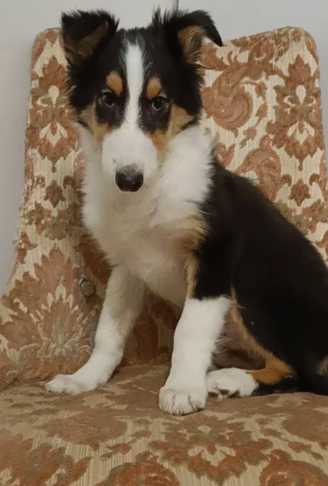 Owczarek szkocki collie tricolor