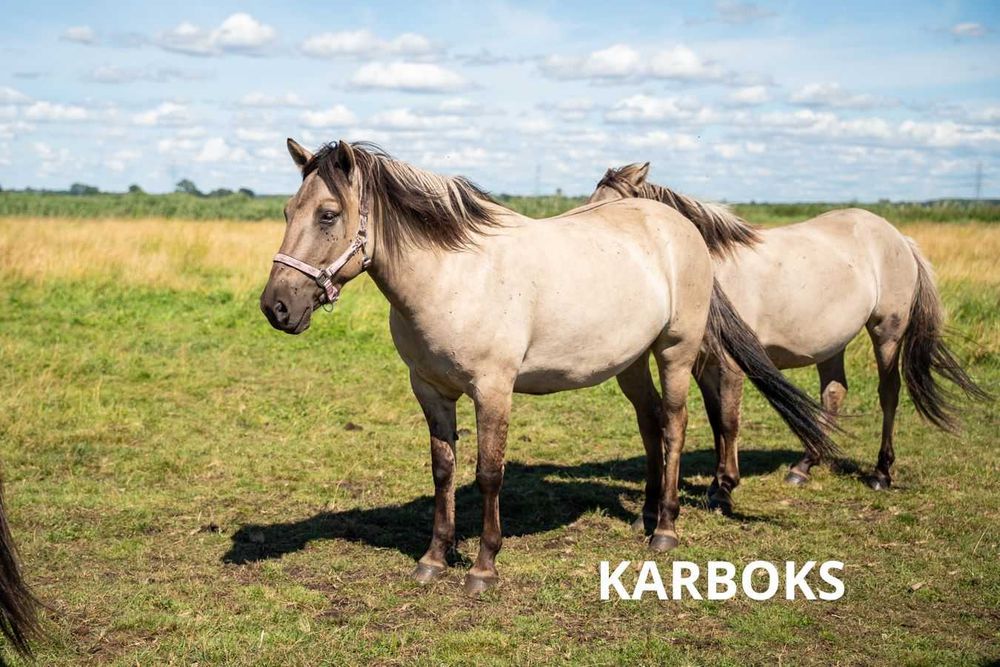 Konik polski wałach 4 lata