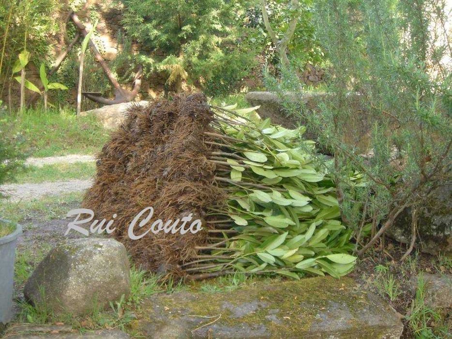 Lauros sebe - raiz nua