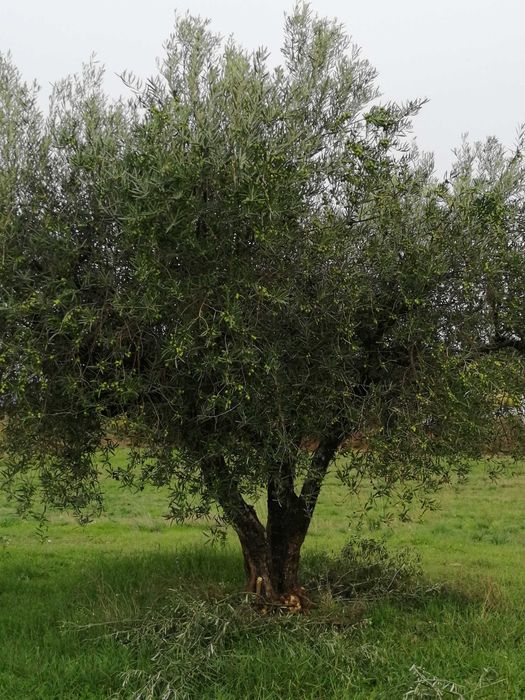 Oliveiras para o seu Jardim