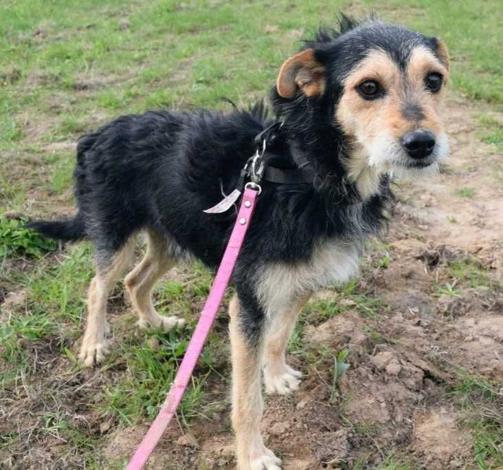Nieduży (10kg),SPOKOJNY,grzeczny Tadeusz