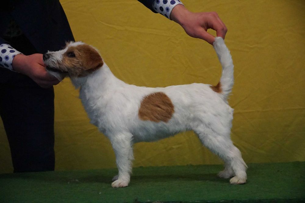 Jack Russell Terrier ZKwP FCI suczka rezerwacja