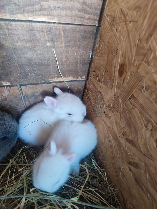 декоративные крольчата