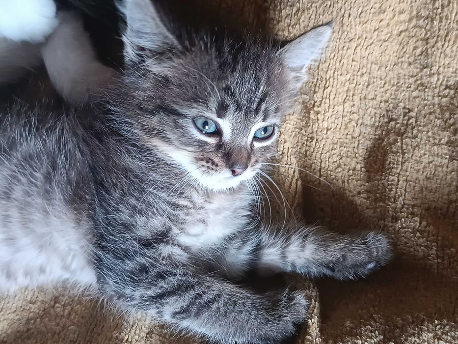 Віддамо маленького котика (хлопчик) в гарні руки.