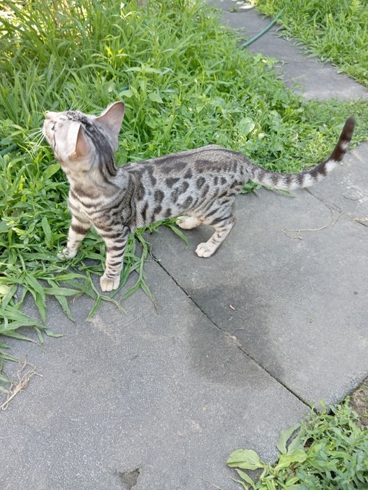 Бенгал шоу-класса