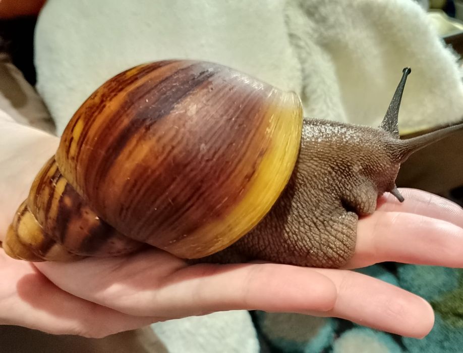 Продам равликів Архахатиніа