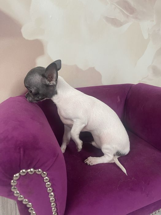 Pies chihuahua .