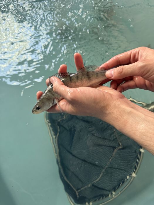Narybek sandacza sandacze sandacz i inne ryby do stawów i oczek