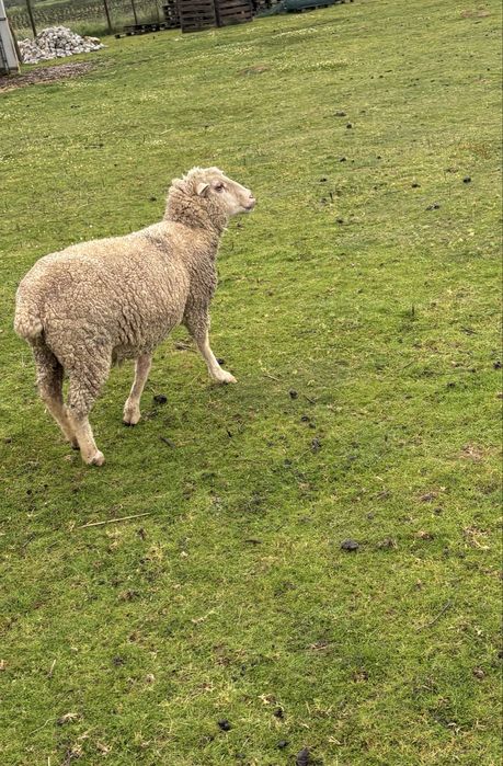 Borrega cerca de 2 anos