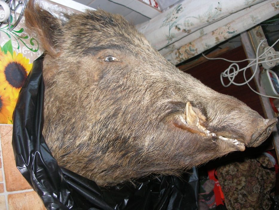 срочно большая голова оленя +голова кабана